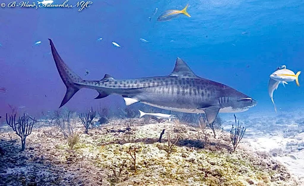 Tiger Shark Reef Scene