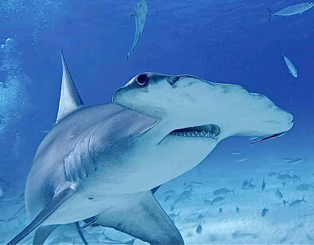 Hammerhead Shark Ocean