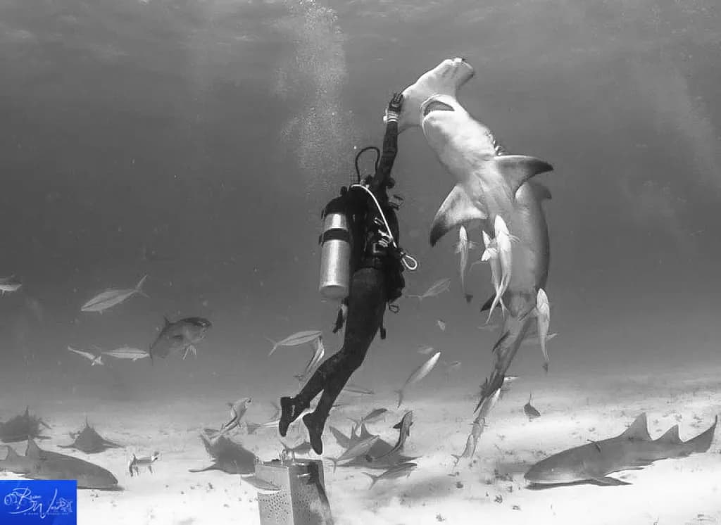 Bimini Encounter