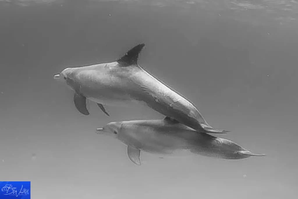 Bimini Dolphins