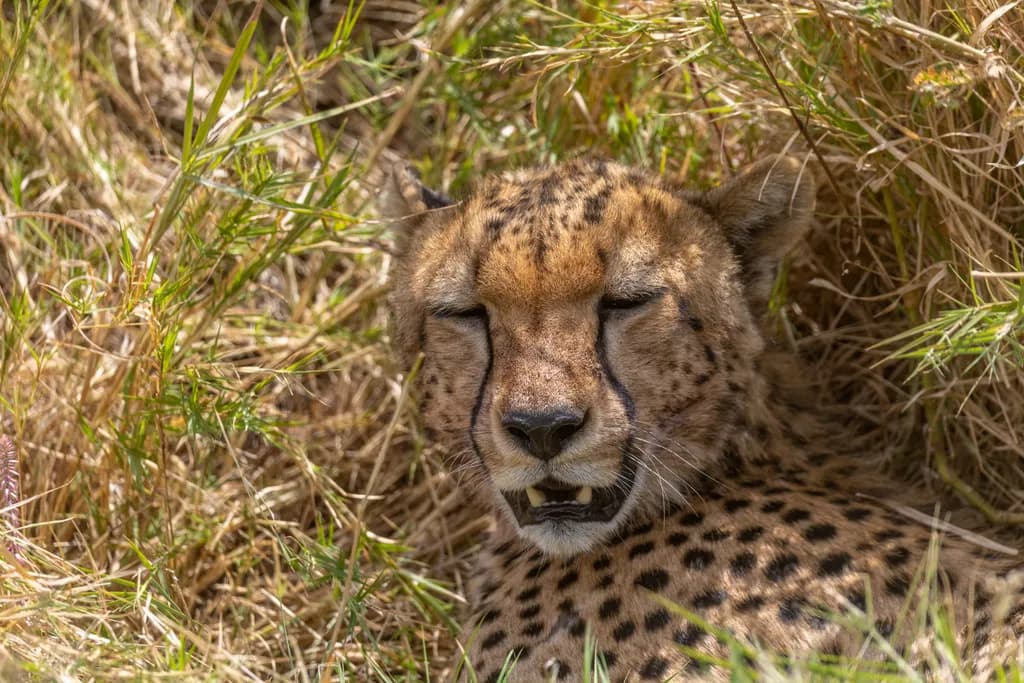 Cheetah in Camouflage