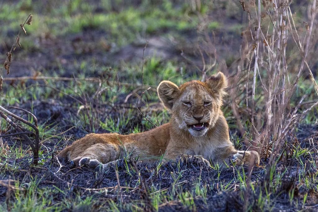 Watchful Lion Cub