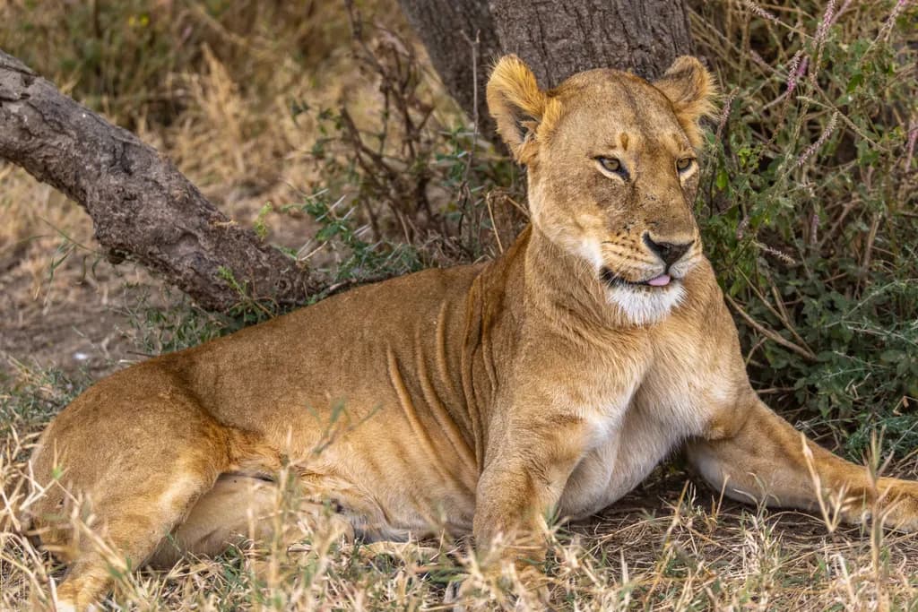 Lioness Beneath the Tree