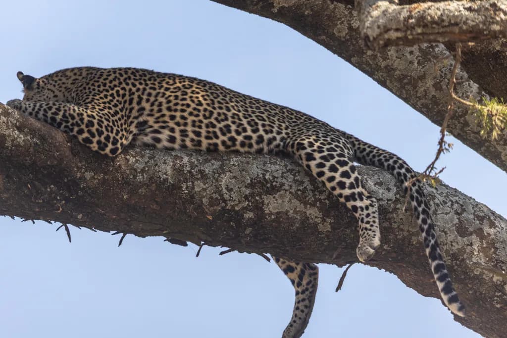 Leopard in the Tree