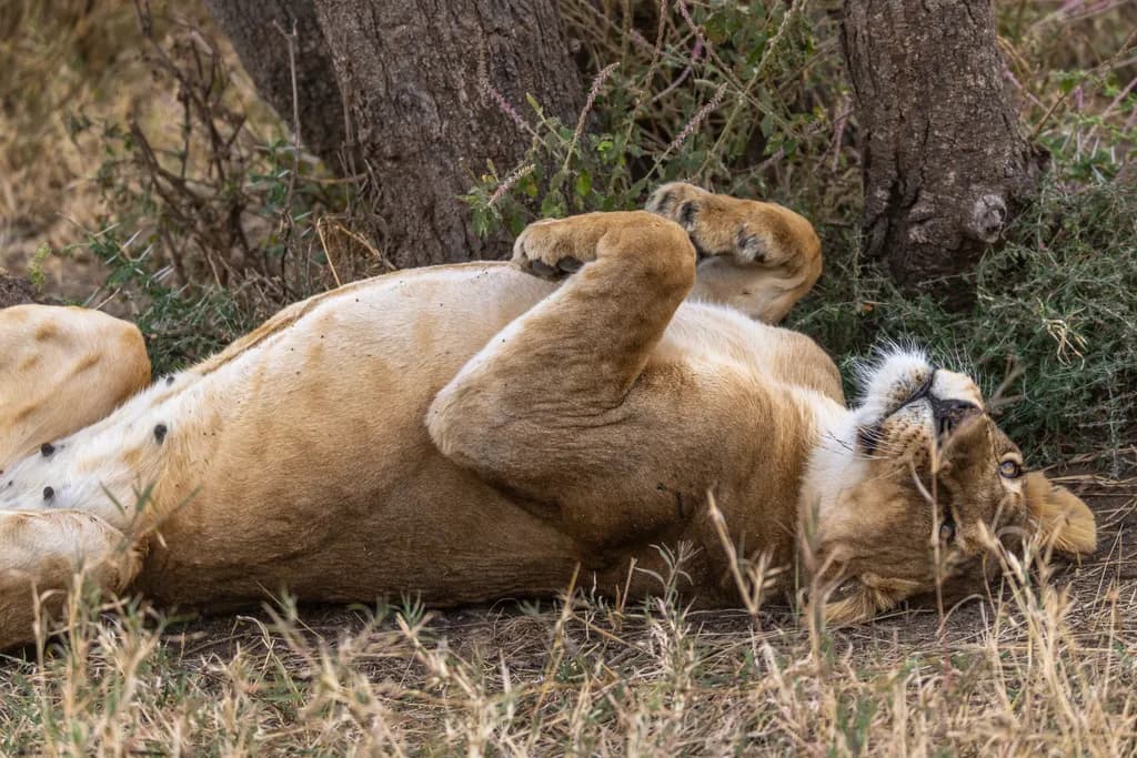 Playful Lion Resting