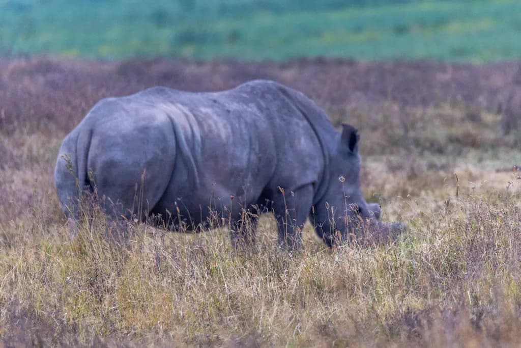 Rhino in Lavender Grasslands