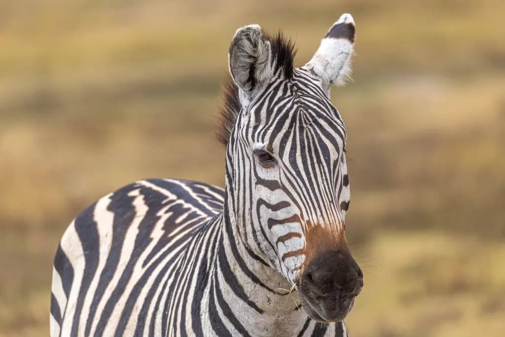 Savanna Zebra Portrait