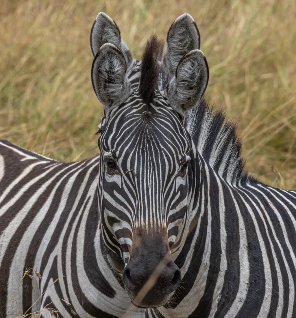 Zebra Illusion