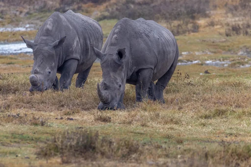 Rhinos Across Grassland