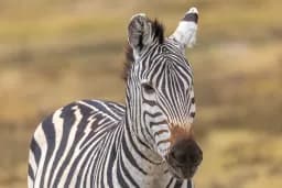 Savanna Zebra Portrait