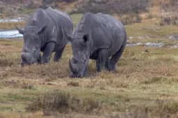 Rhinos Across Grassland