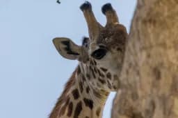 Giraffe Around the Tree