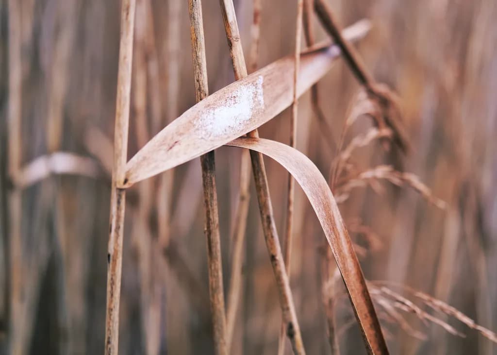 Autumn Reeds