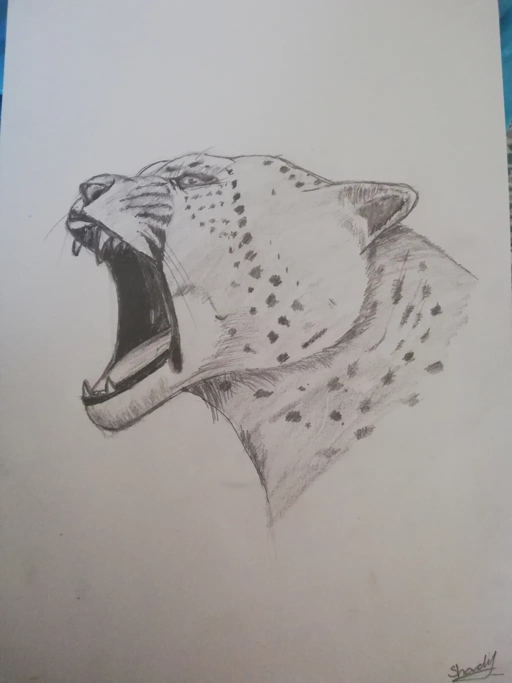 Roaring Cheetah