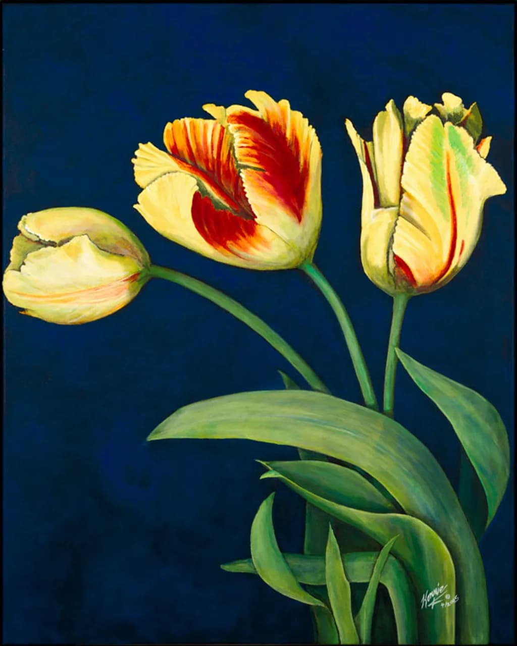 Bird of Paradise Tulips