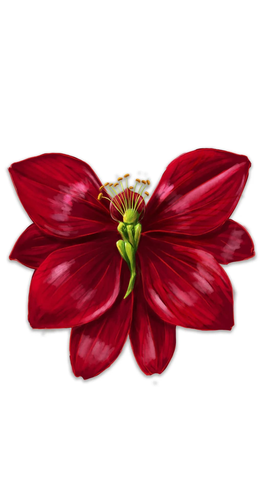 Amaryllis Bloom