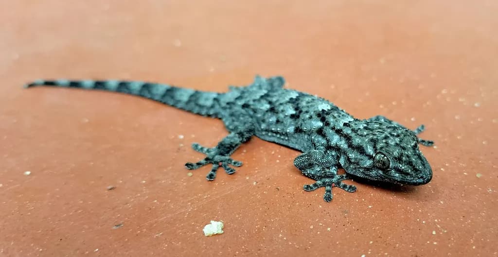 Granite Gecko