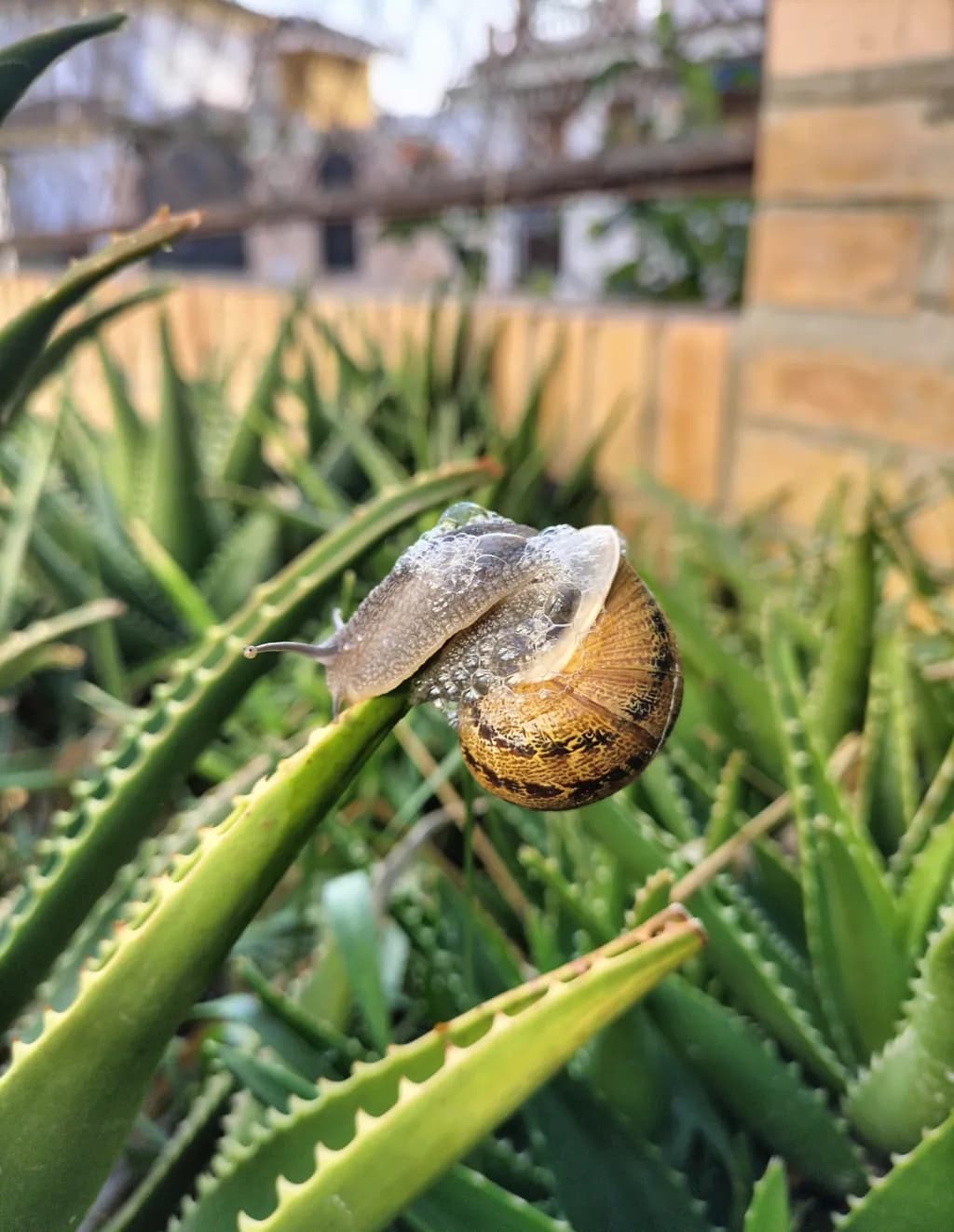 Dew-Kissed Snail