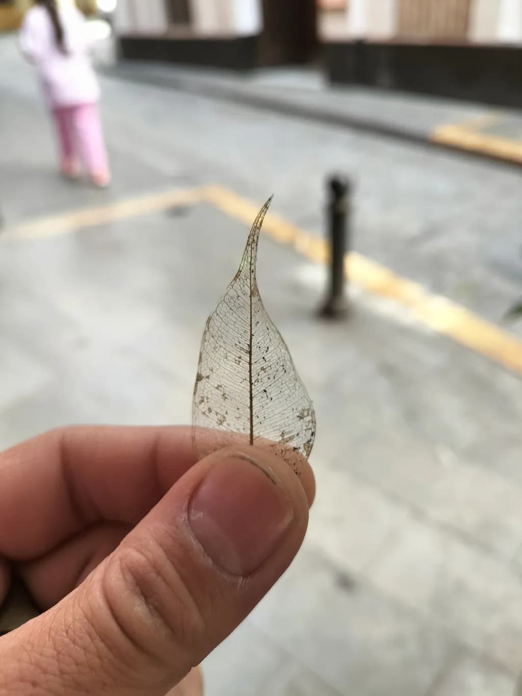 Fragile Vein