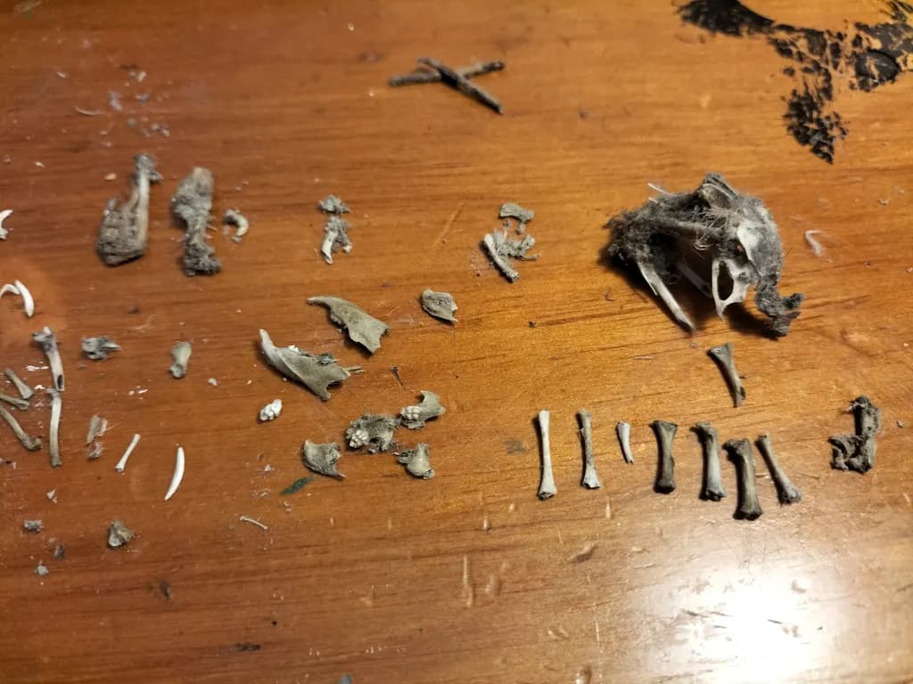 Fragmented Remains