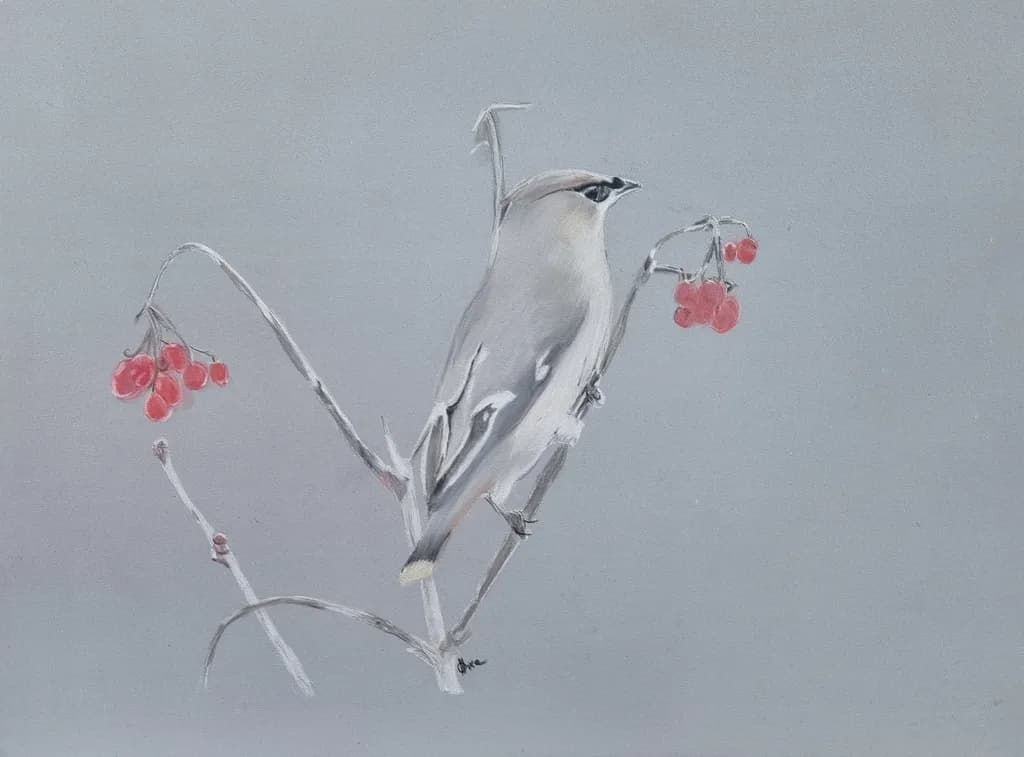 Gray Waxwing with Berries