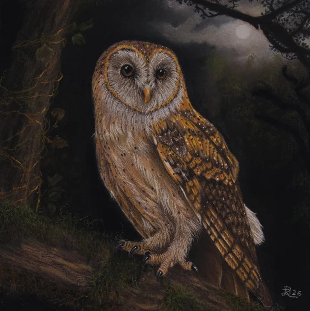 Moonlit Tawny Owl
