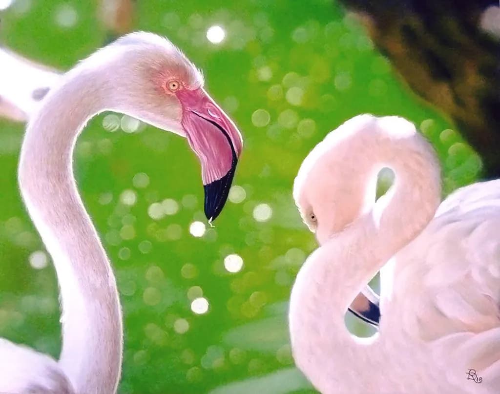 Flamingo Reflection