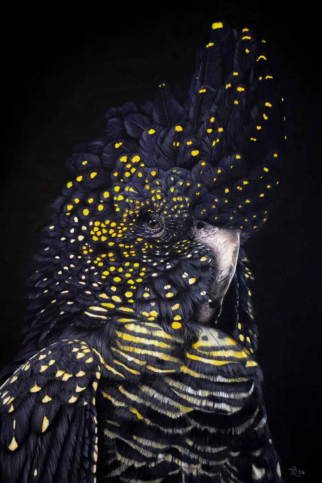 Spotted Black Cockatoo