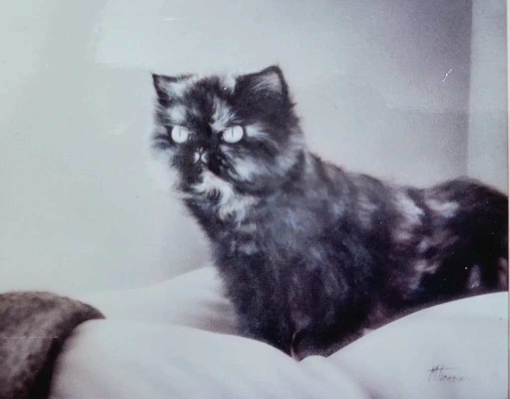 Kitty