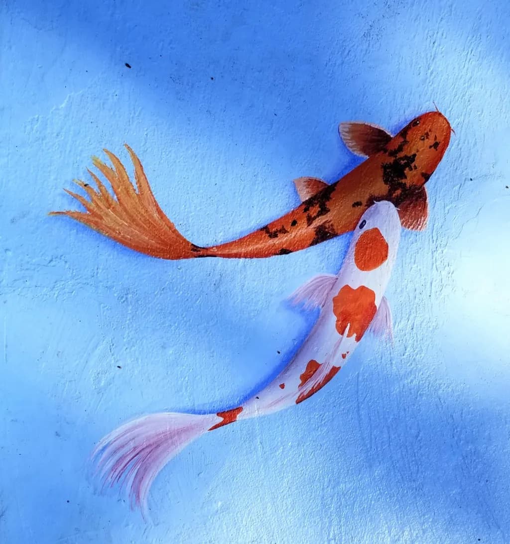 Koi