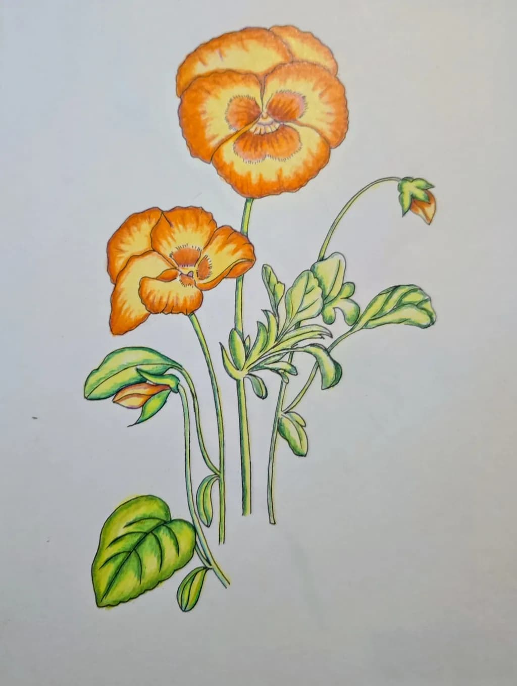 Orange Pansy Trio