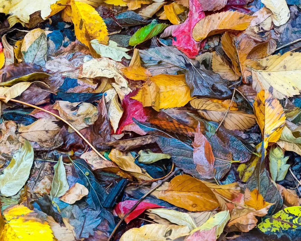 Wet Leaves on Ground