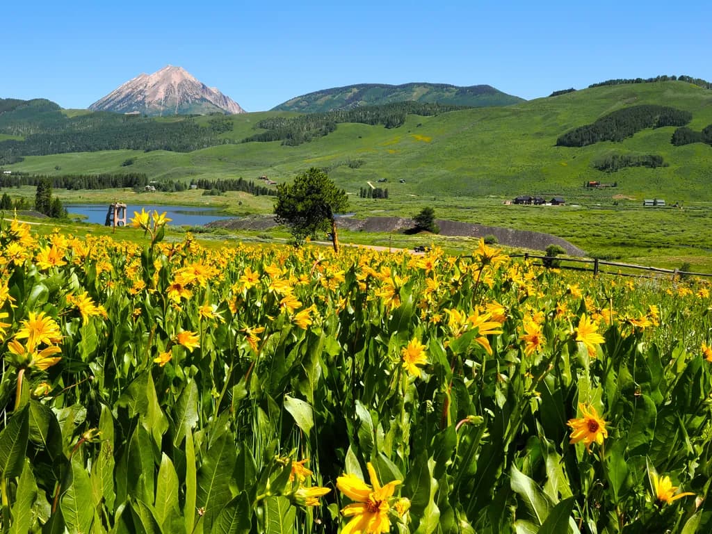 Mule Ears View