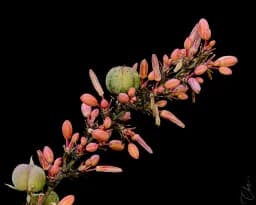 Cactus Bloom