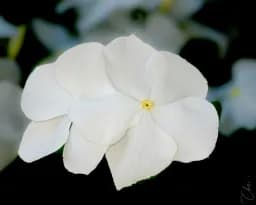 White Whisper