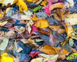 Wet Leaves on Ground