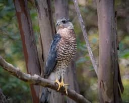 Cooper's Hawk Closeup in Trees