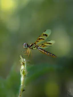 Dragonfly in Green
