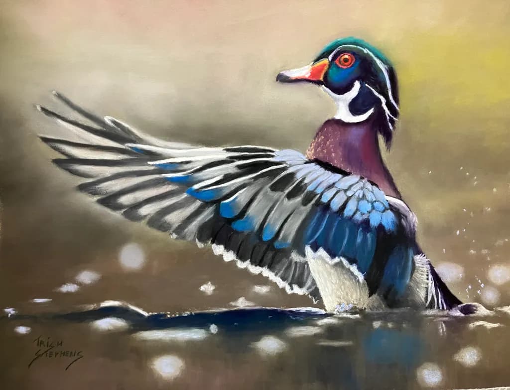 Wood Duck Wingspan