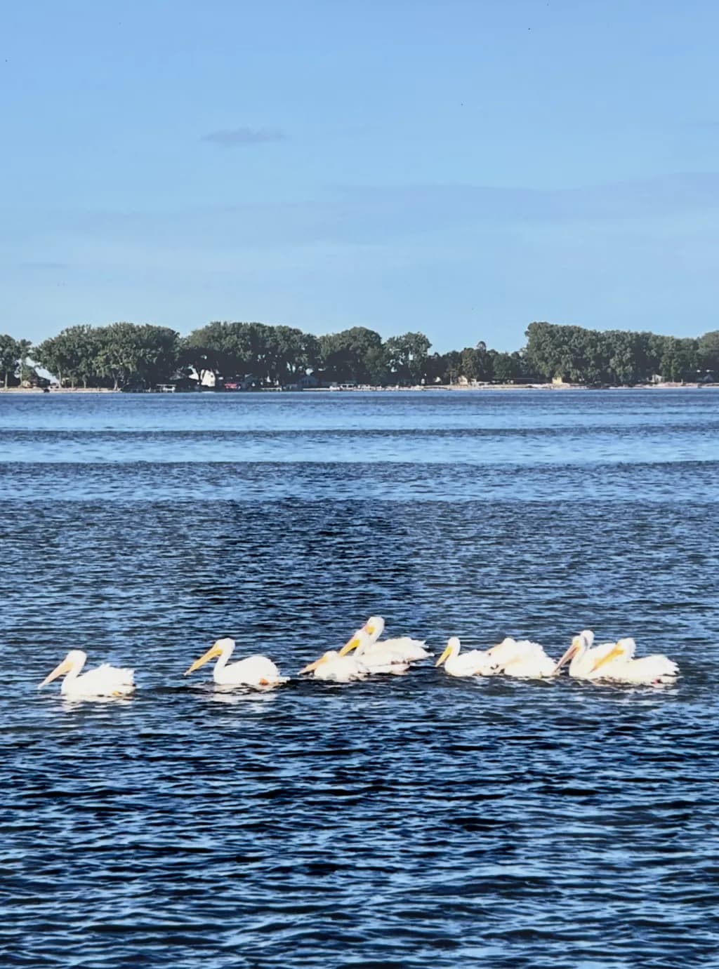 Pelican Line