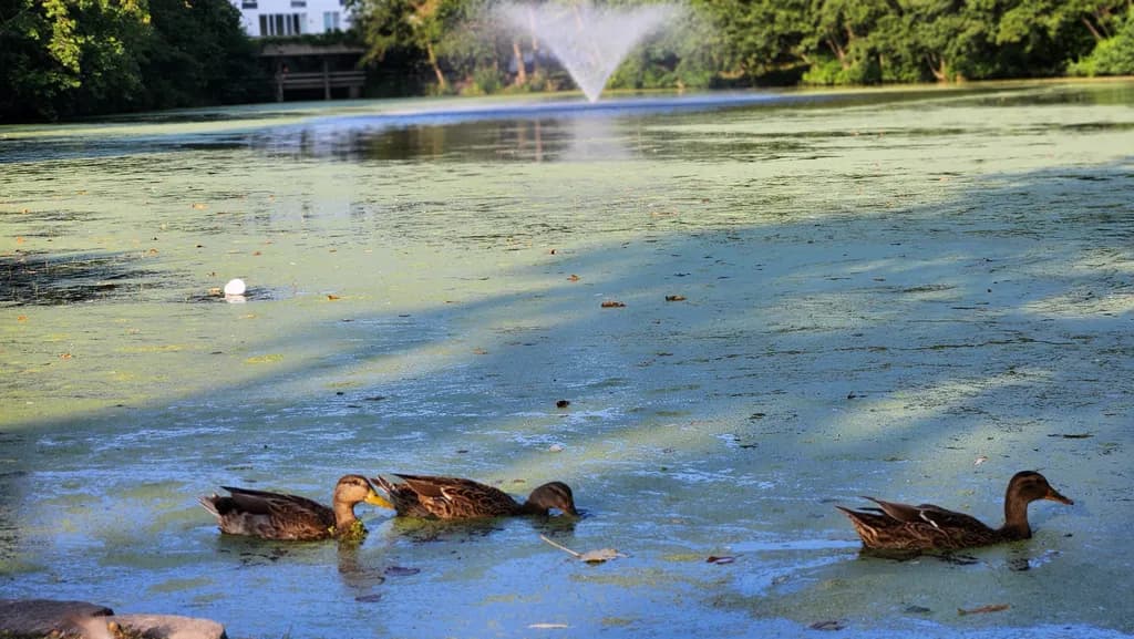 Ducks in the Pond