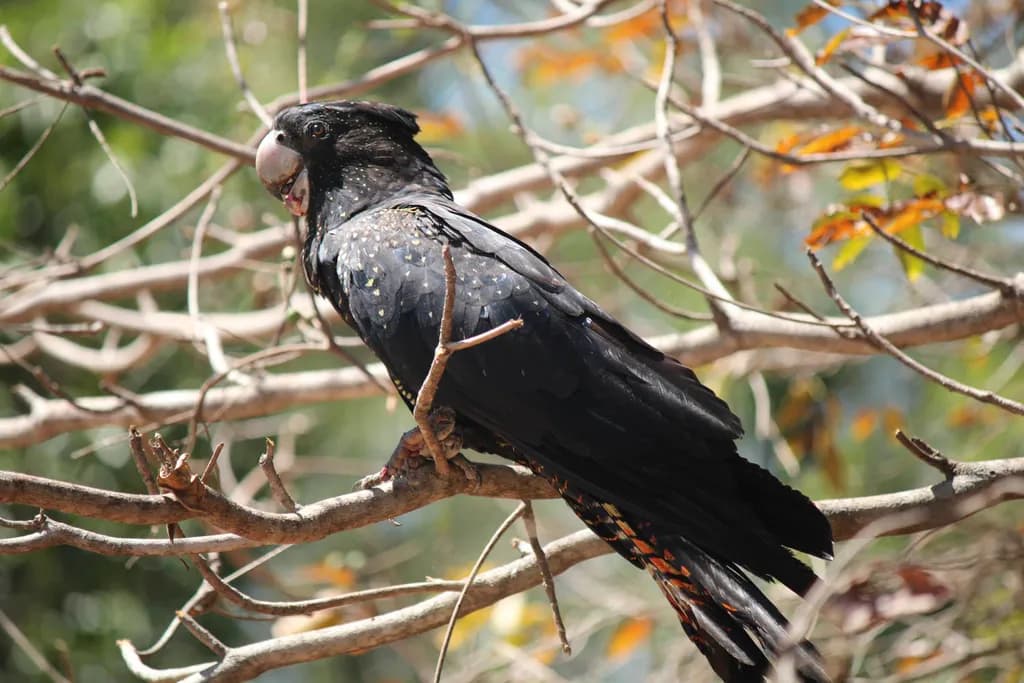 Spotted Black Cockatoo