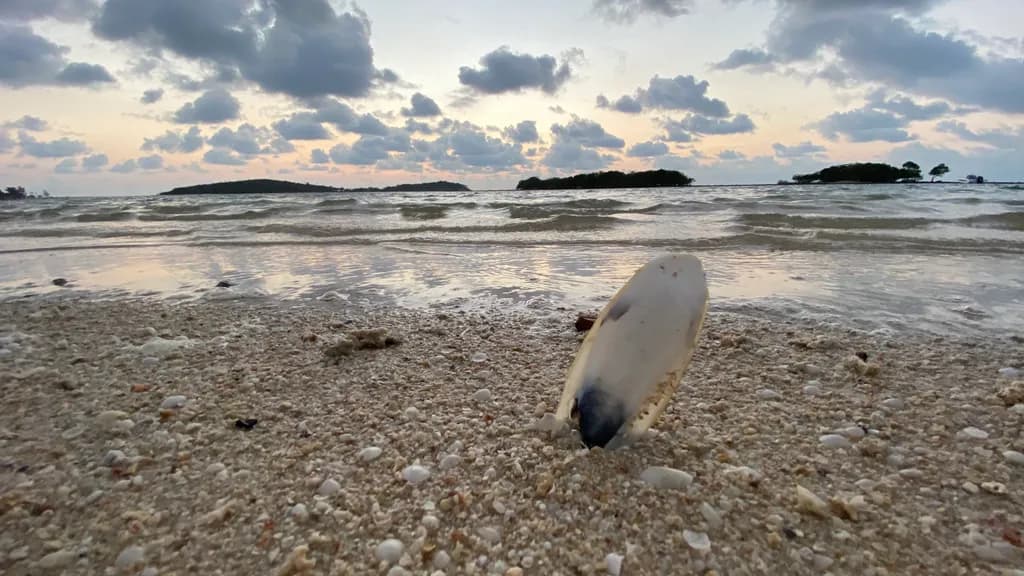 Shell Horizon