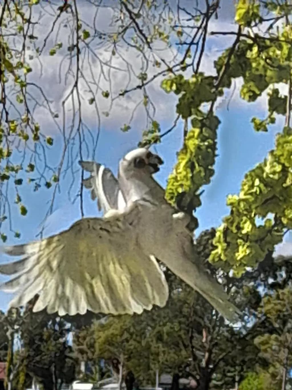 Soaring Flight