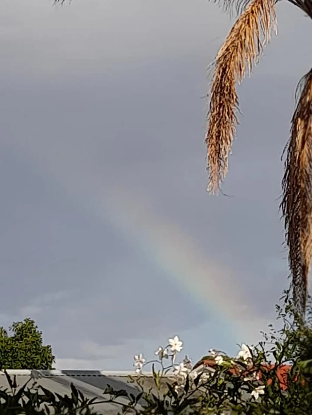 Dawn Rainbow