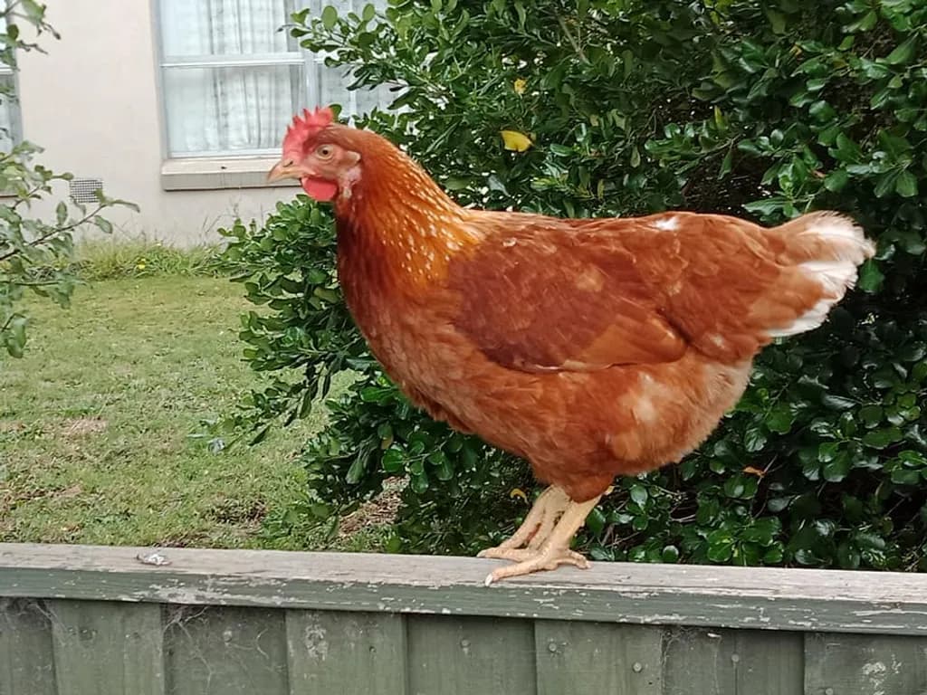 Perched Hen