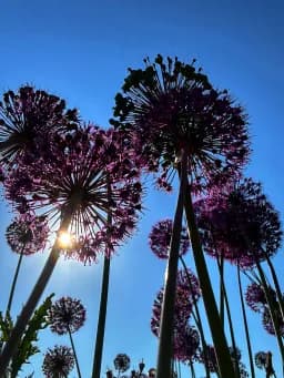 Allium Garden Canopy
