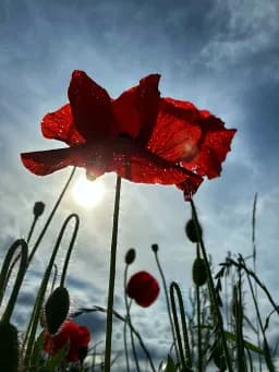 Poppy Love