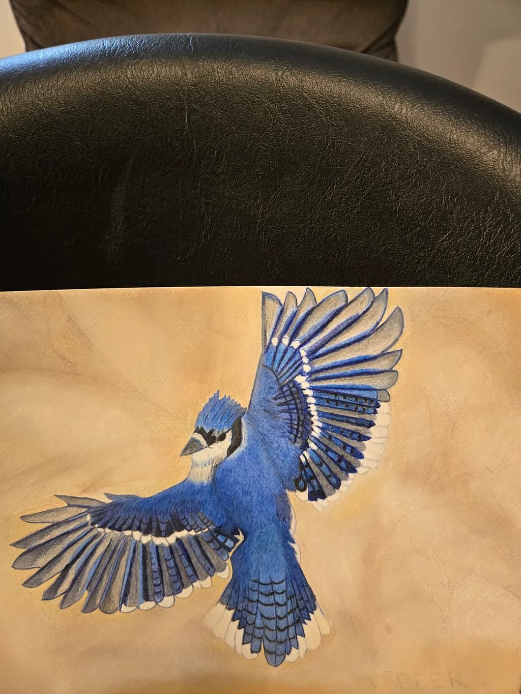 Blue Jay Flight