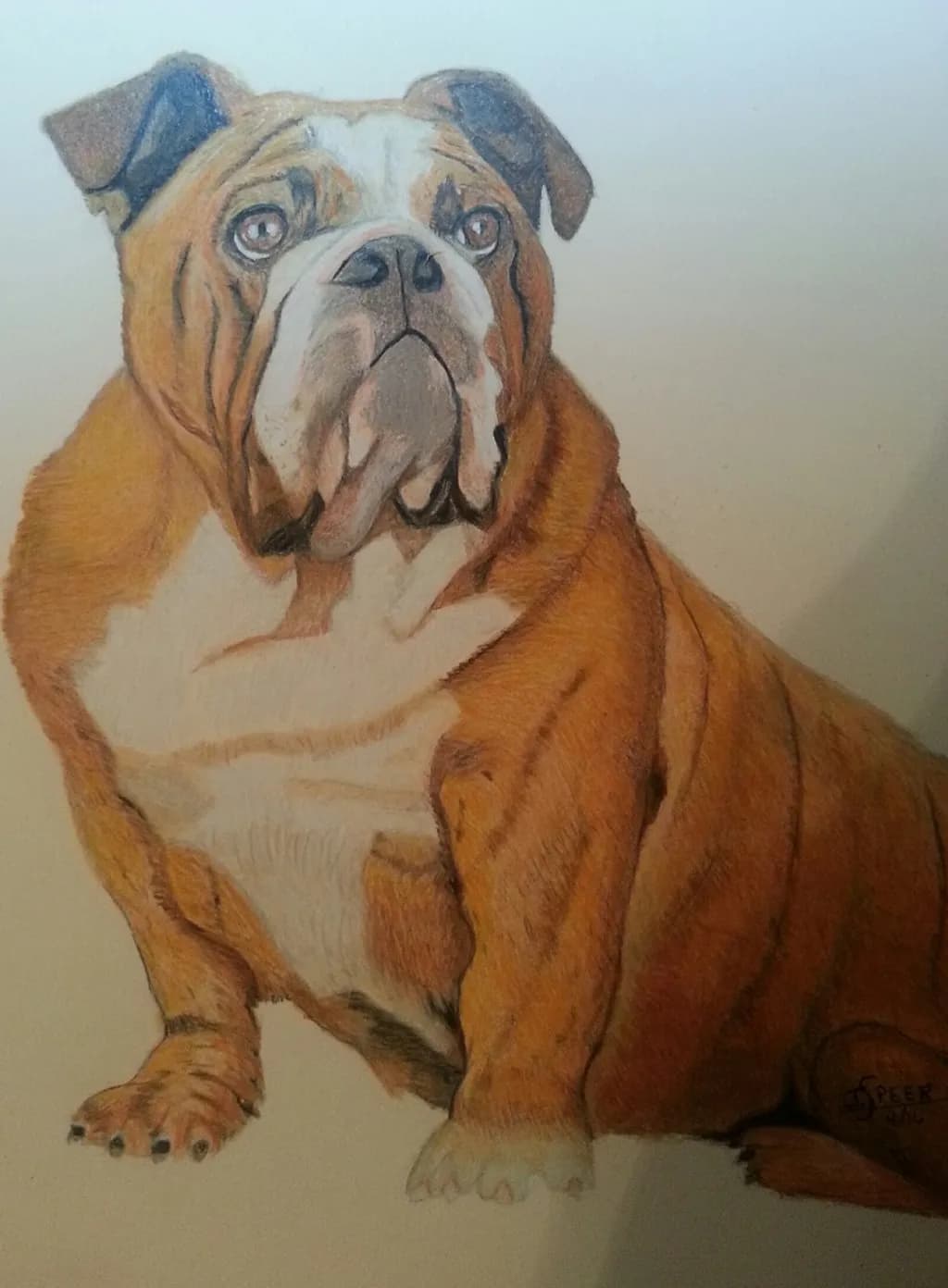 Bulldog Portrait